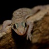 Gekon turecky - Hemidactylus turcicus 8218